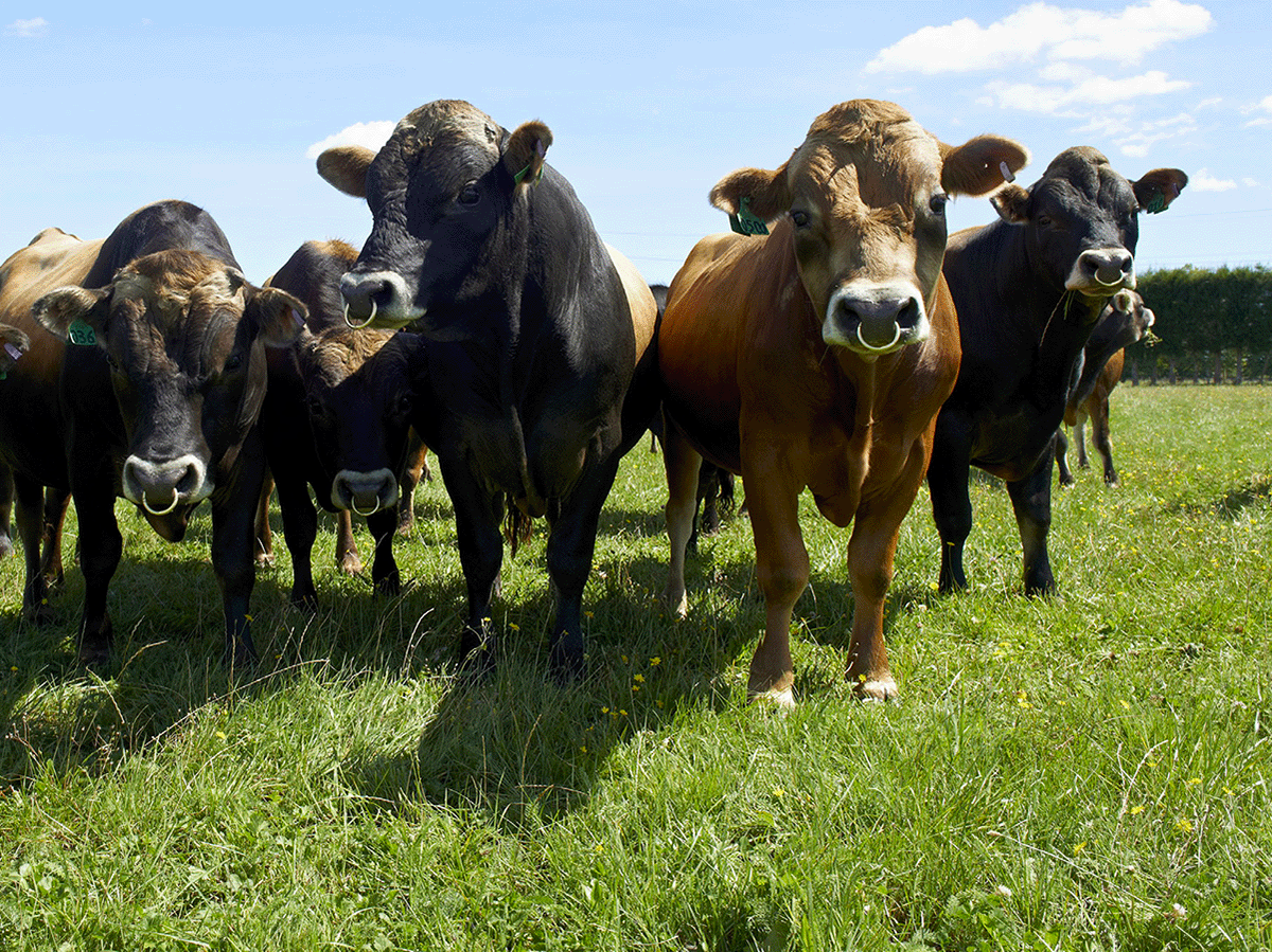 Waikato bulls